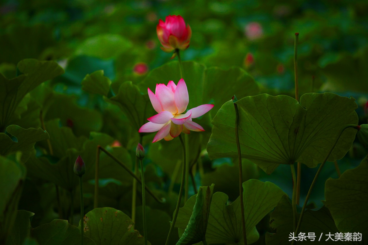全国各地市花大全,各地市花是什么花