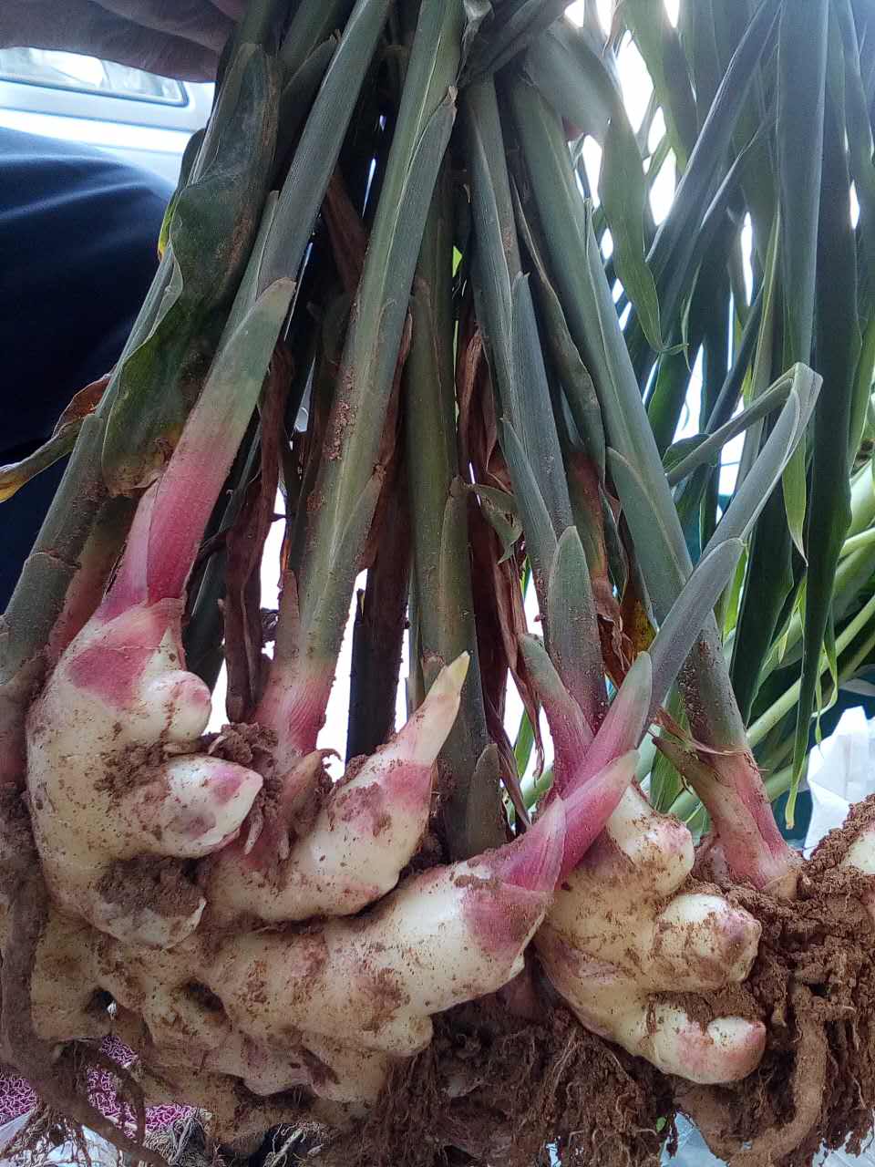 乡镇脱贫攻坚和乡村振兴工作谋划,河南省脱贫攻坚乡村振兴