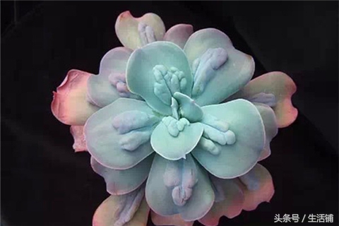 景天科1000种多肉植物图鉴,常见的景天科多肉植物的名称