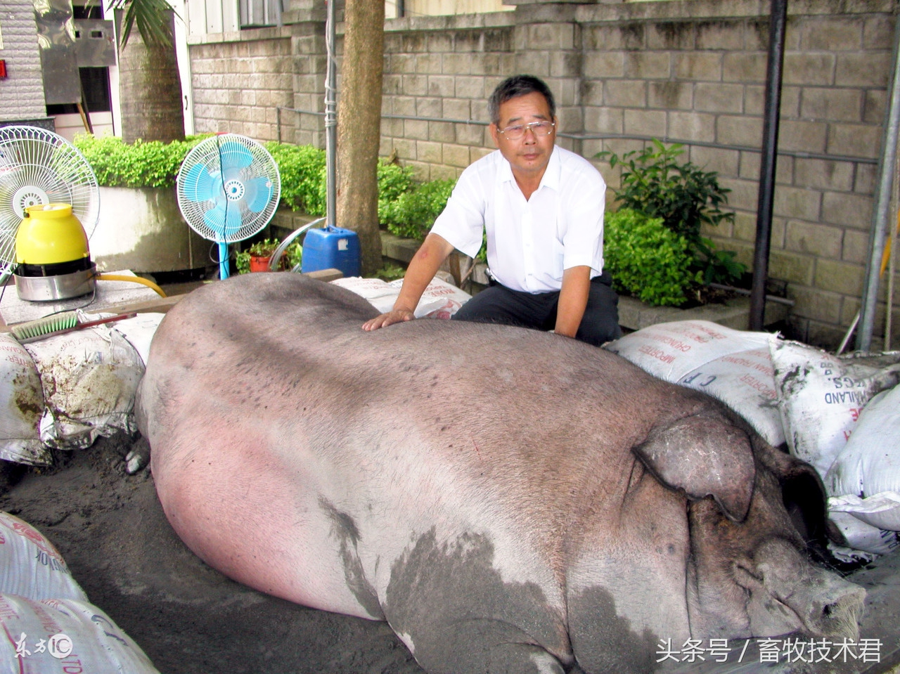 猪场预防脑炎最佳方法,猪场脑炎频发原因