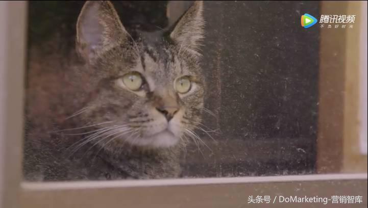 不撸猫做不好萌宠广告？你今天吸猫了吗？