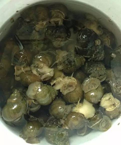 市场海鲜怎么买,挑选新鲜海鲜的正确方法