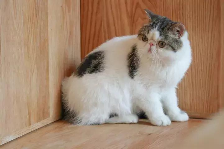 小巧便捷的佳能相机推荐,佳能m系列入门微单哪个好