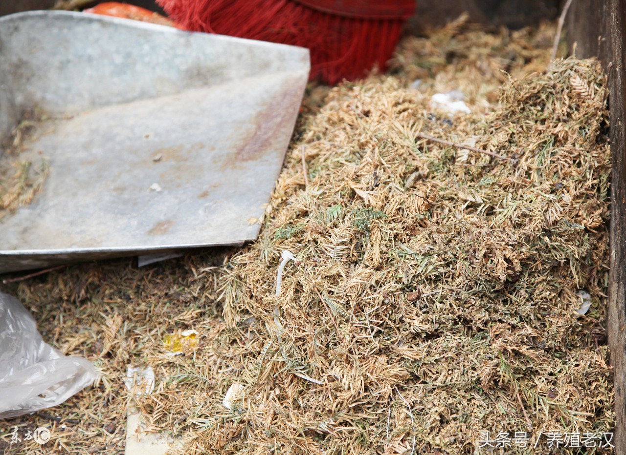 养小香猪尿尿问题怎么解决,硫酸镁注射液可以治疗便秘吗