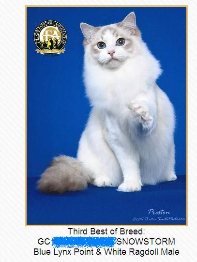 吸猫大赛第一名,吸猫大赛白喵