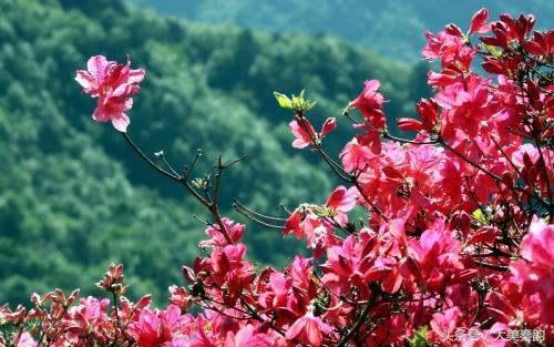 全国各地市花大全,各地市花是什么花