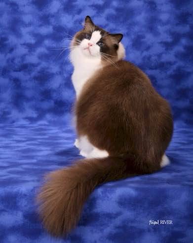 吸猫大赛第一名,吸猫大赛白喵