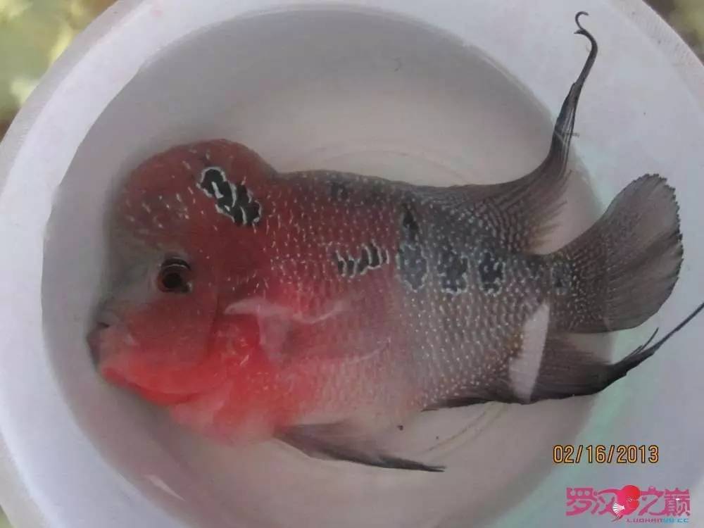 慢性肠炎怎么治疗好能彻底去根,猫胃肠炎的症状判断及治疗方法