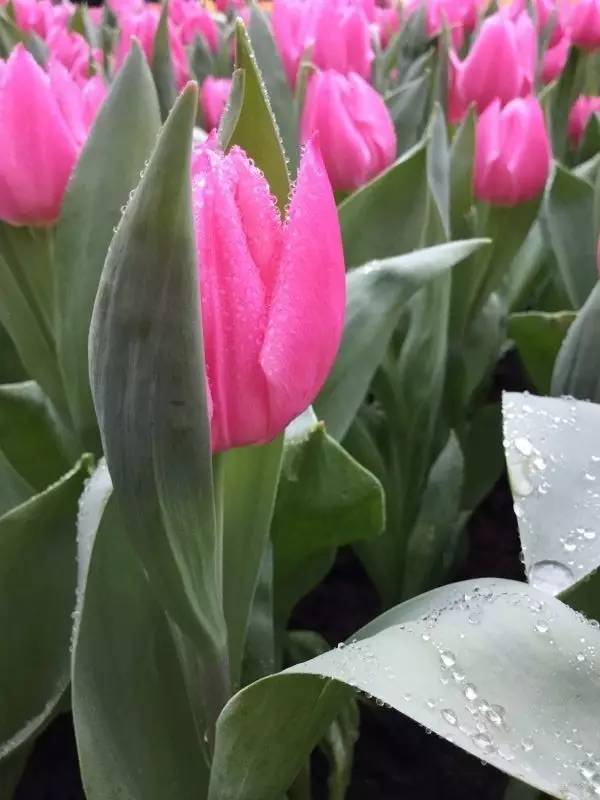 福利春季晒花大赛开始投票啦，价值万元好礼等你来拿！（后附石象湖门票中奖名单）