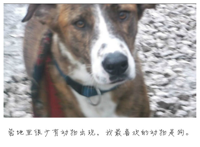 最新热点：加莱的“丛林孤儿”，你们在哪里？