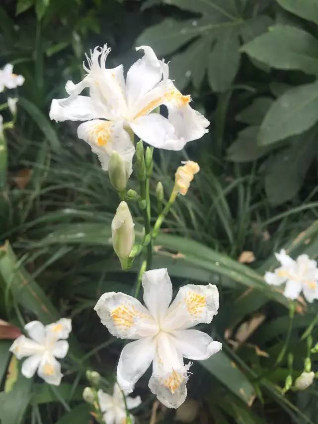 福利春季晒花大赛开始投票啦，价值万元好礼等你来拿！（后附石象湖门票中奖名单）