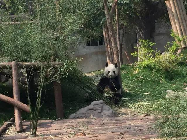 成都附近动物城,成都周边动物乐园