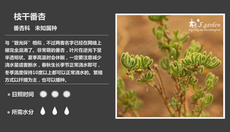 史上最全的多肉植物名字对照图，终于找齐了！