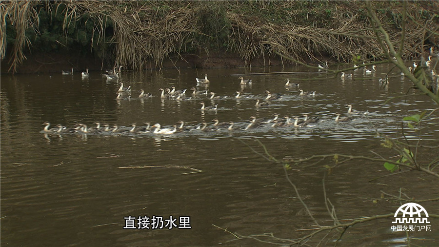 致富经发狗财,红嘴雁养殖致富经