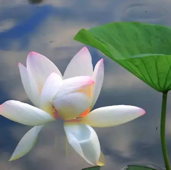 荷花依然淡淡香,走过四季荷花依然香下一句