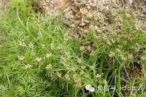 春季野菜采摘图解高清图片,春季野菜多种做法