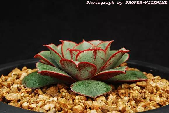 罗西玛种类,罗西玛多肉杂交品种