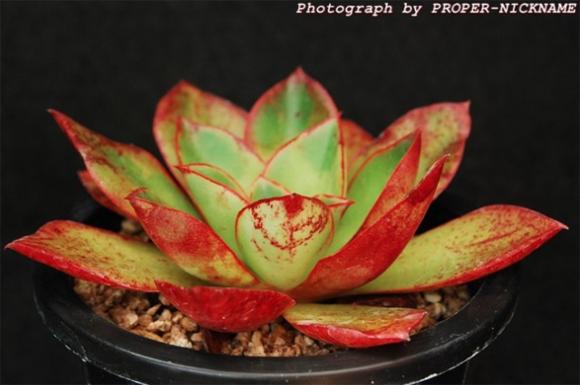 罗西玛种类,罗西玛多肉杂交品种