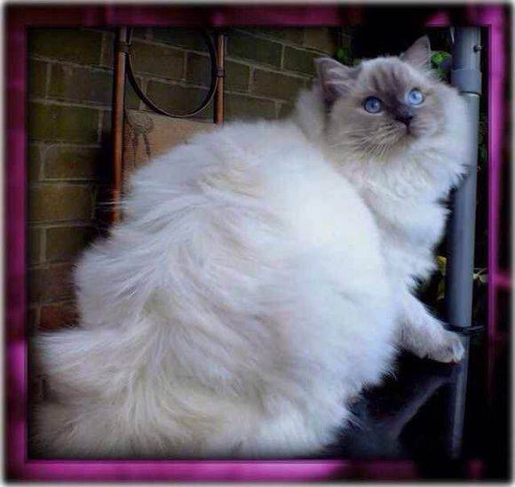 吸猫大赛第一名,吸猫大赛白喵