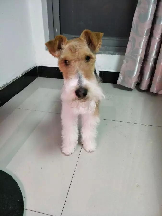 关于刚毛猎狐梗,刚毛猎狐梗视频