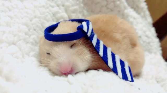 浠撻紶鍙埍钀屽寲,鍙埍鐨勫皬浠撻紶cosplay