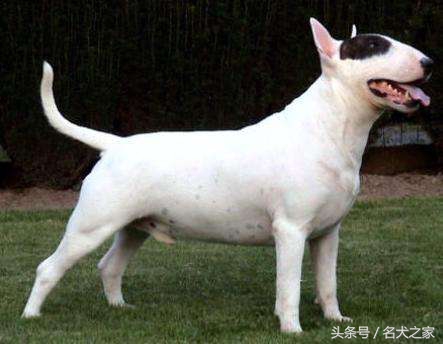 牛头梗犬好养不好养,牛头梗宠物狗的优缺点