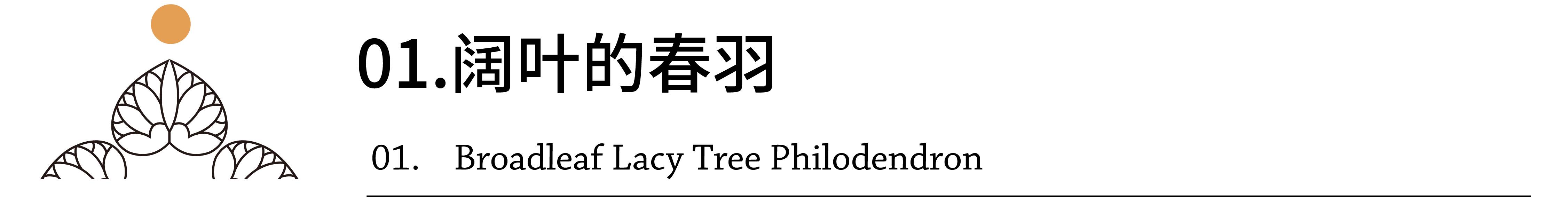 Mufeeling植物养护小百科｜春羽篇