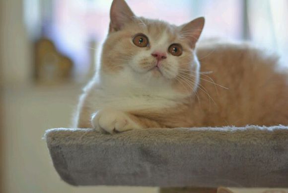 英短乳白猫重点色,英短灰白猫丁香色