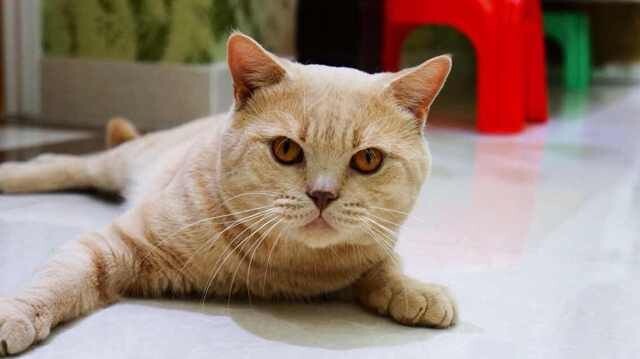 英短乳白猫重点色,英短灰白猫丁香色