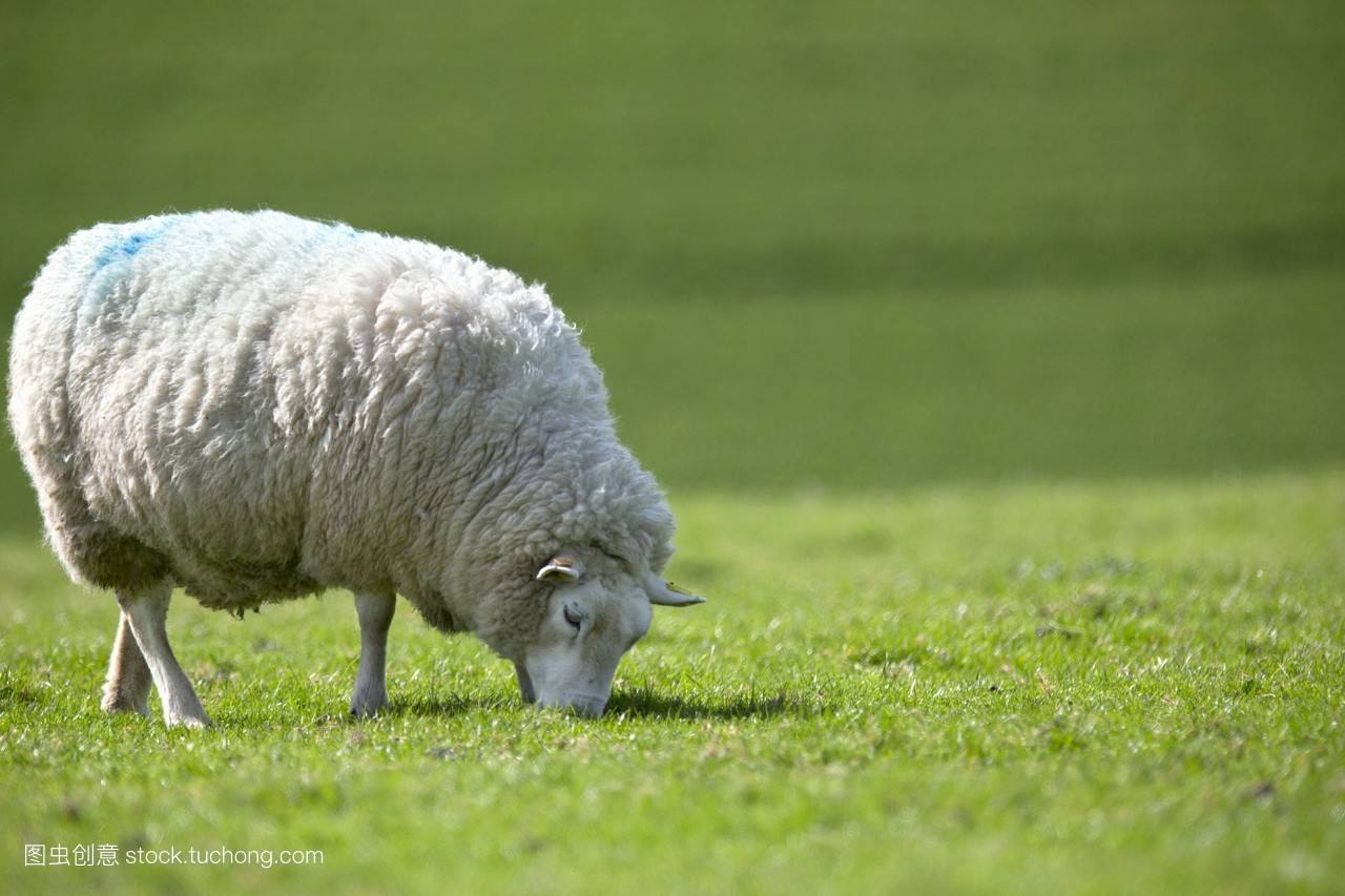 羊巴氏杆菌用什么药,猪巴氏杆菌病症状和治疗论文