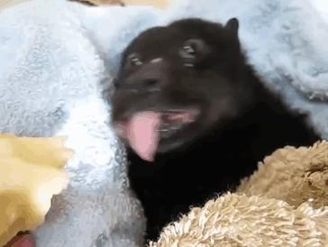 看了会恐惧图片,恐怖又诡异的蝙蝠图片