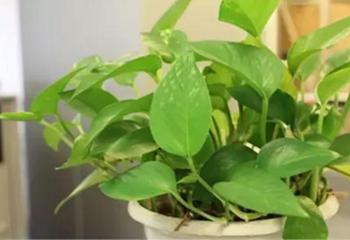 盆栽栀子花叶子变黄怎么办,盆栽石榴叶子变黄什么原因