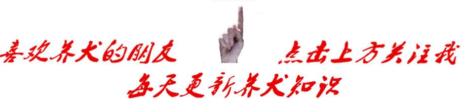 狗狗说三种语言,狗狗说三个字笑话