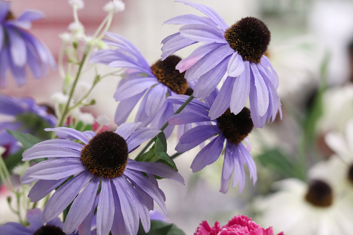 佳能eos5dmark3,佳能eosm100怎么样