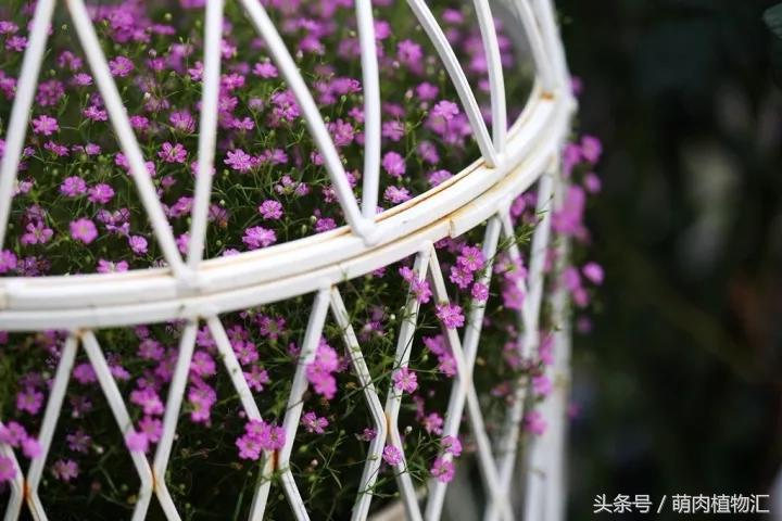 10月适合养的草花 (适合北方的春季草花)