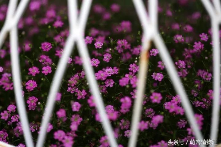 10月适合养的草花 (适合北方的春季草花)