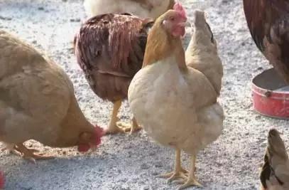 只有简单材料怎么做鸡肉,只需一种调料就能做的美味料理