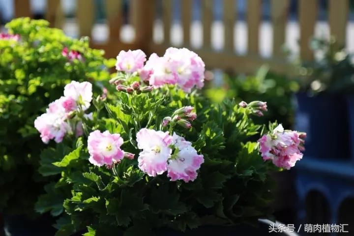 10月适合养的草花 (适合北方的春季草花)