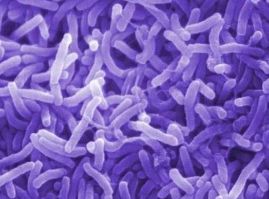 蓝藻是在地球初期什么时候形成的,地球第一个生命体蓝藻