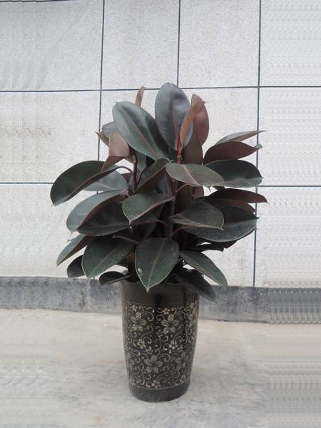 新装修的房子放什么绿植吸甲醛好,有什么绿植是净化空气吸引甲醛的