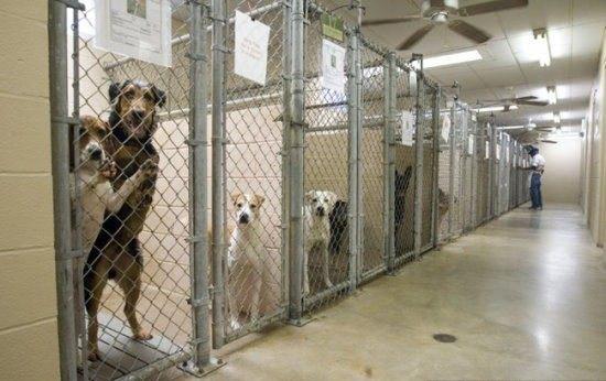 为什么要用领养代替购买、一定要了解的几大理由!