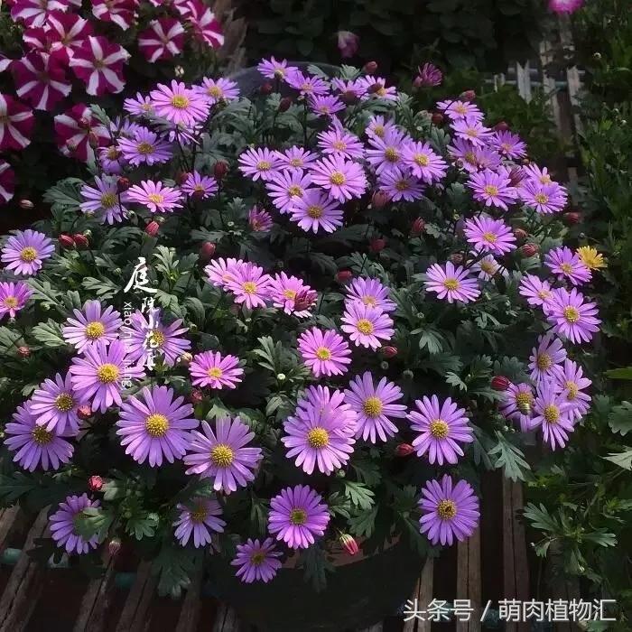 10月适合养的草花 (适合北方的春季草花)