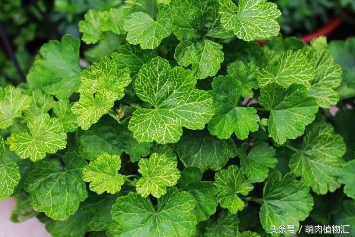 10月适合养的草花 (适合北方的春季草花)