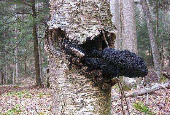 桦褐孔菌的降糖妙用，你不知道吧！