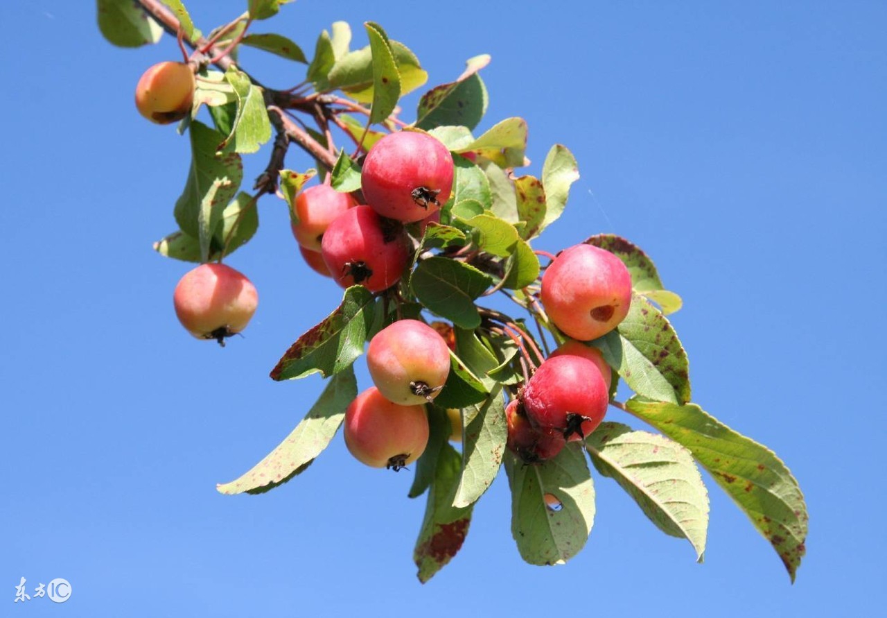 苹果为什么从来不卷,苹果为什么不环剥成花