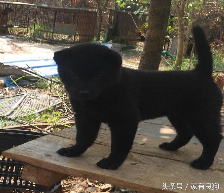 广西最常见的土狗,中国顶级广西土狗