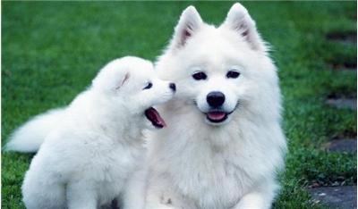 萨摩得了呼吸道疾病有哪些症状,萨摩耶常见的病及症状