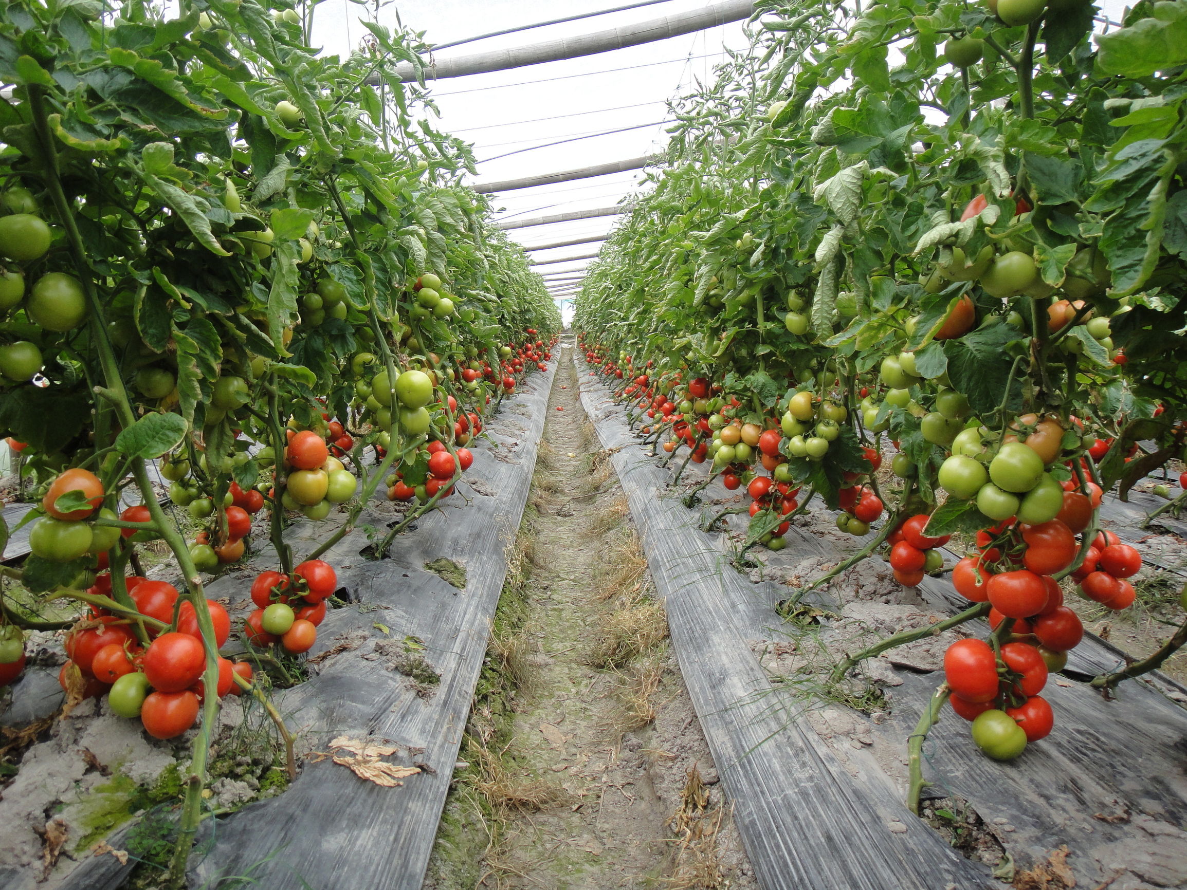 西红柿放冰箱冻坏了怎么办,西红柿冻了能缓过来吗