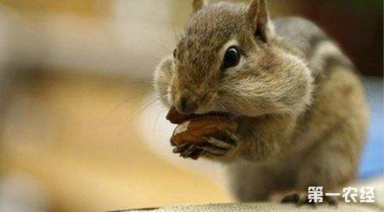 红腹松鼠疾病预防,松鼠传染疾病