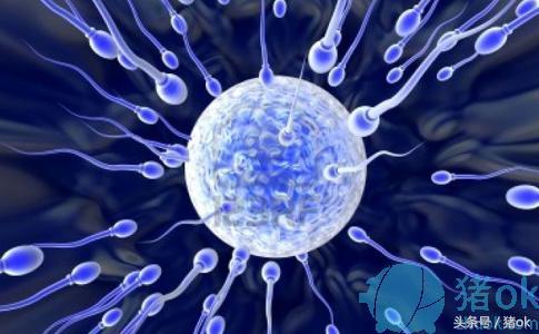 猪人工授精技术的步骤及方法,猪人工授精技术优势